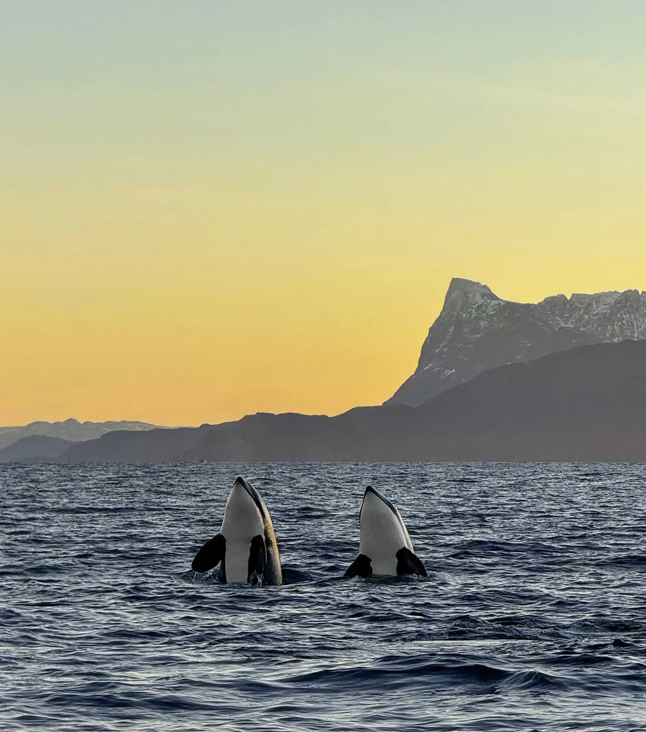 Wildlife Expeditions & Photography Adventures | SDM Adventures